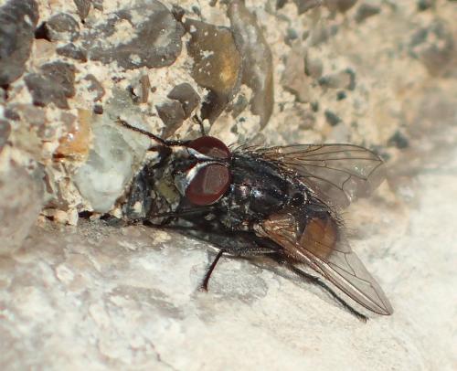 Réf. 198 535 : Musca autumnalis